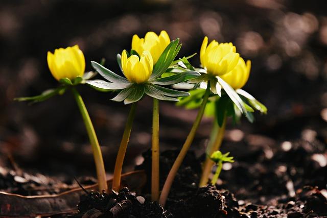 winter aconite 3983981 640