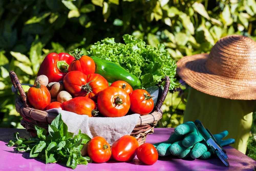 Comment bien choisir ses semences pour un potager productif 1