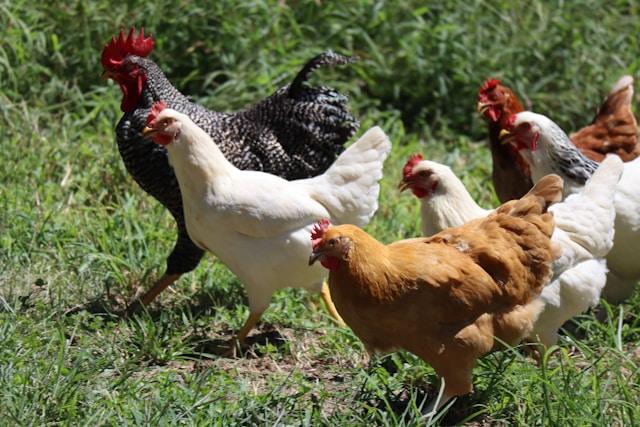 Installer des Poules dans Son Jardin