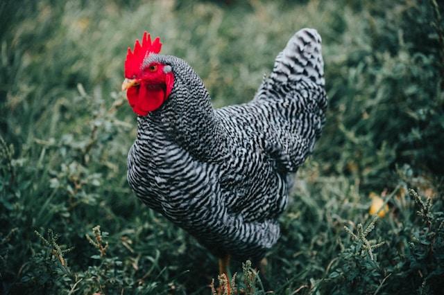 Les Poules au Jardin : Avantages, Conseils et Entretien