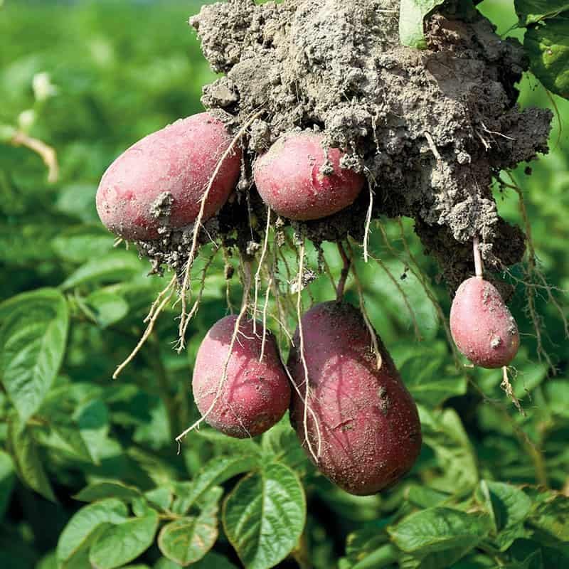 Planter les Tubercules