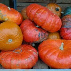 Graines de Courge Vif d’Étampes – Variété Ancienne et Productive