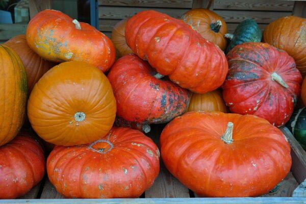 Graines de Courge Vif d’Étampes – Variété Ancienne et Productive