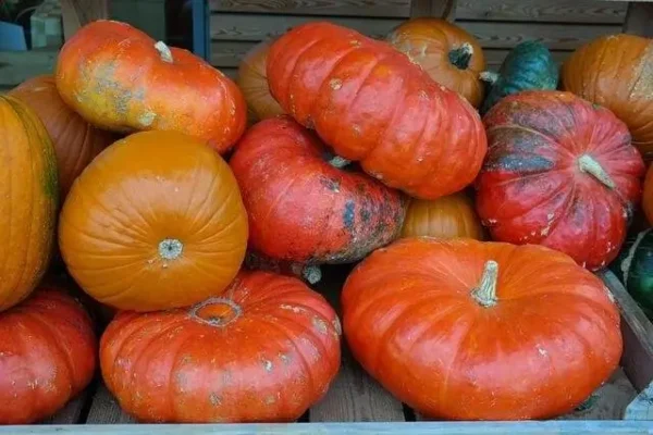 Courge Vif d’Étampes – graines bio à semer en été pour potager productif