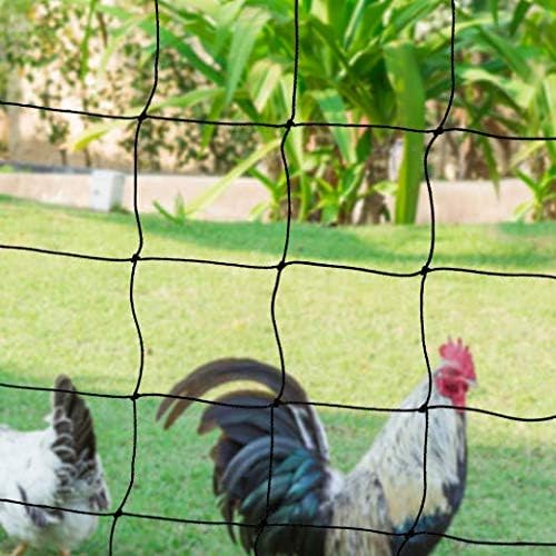 filet de poules