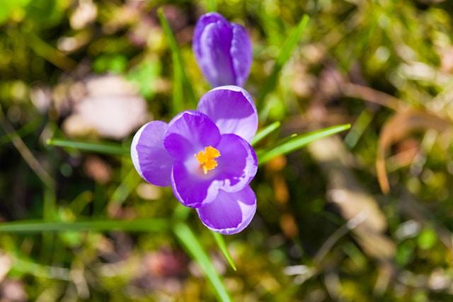 Que Faire au Jardin en Mars ?  Préparez Votre Potager pour le Printemps !