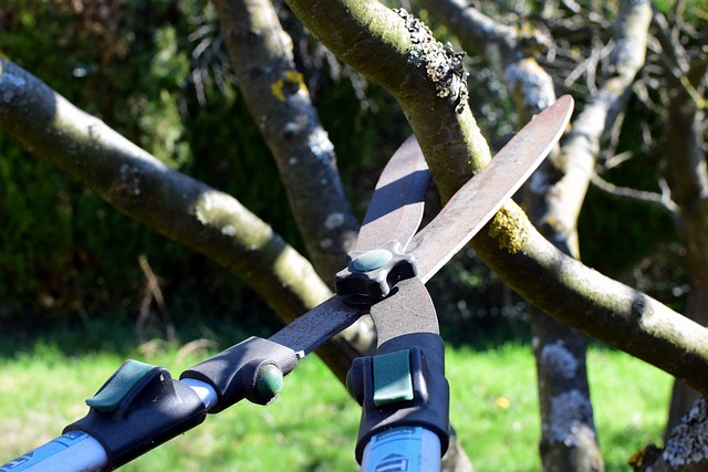 pruning shears 4964455 640