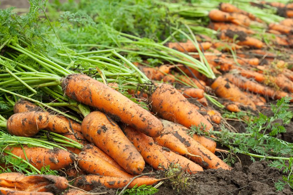 semis de carottes