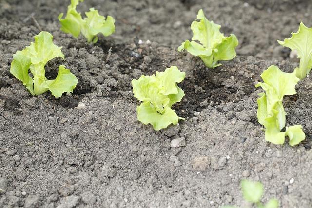 sowing 5001314 640