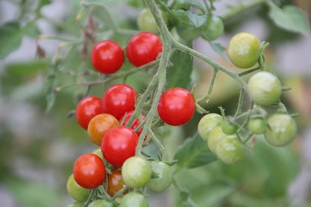 tomatoes 3626224 640