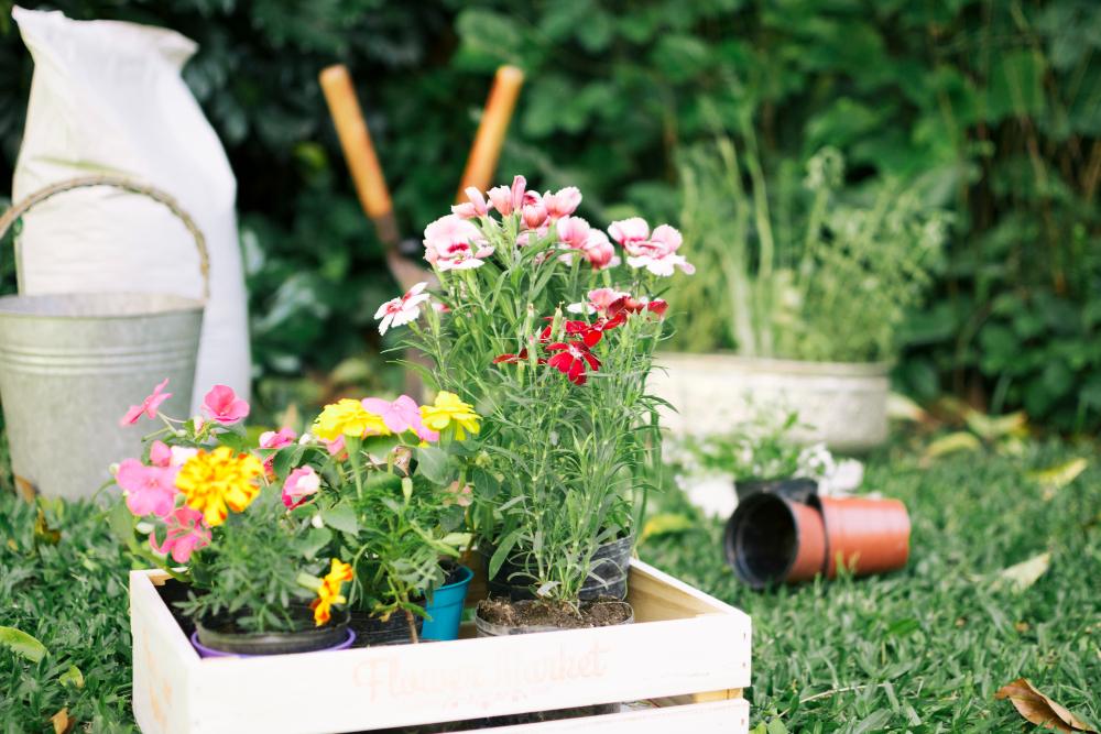 Conseils de culture fleur comestible 1