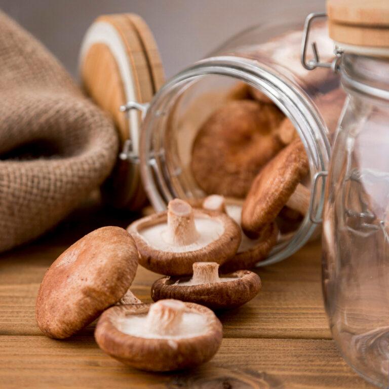 Cultiver des champignons chez soi : débuter facilement en intérieur ou au jardin
