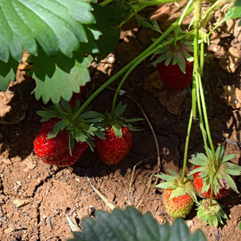 Fraisier des bois
