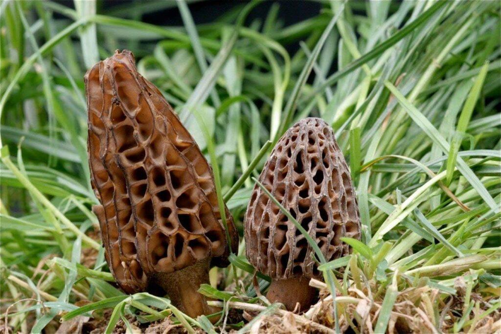 Mycelium de Morille Conique Kit de culture champignons