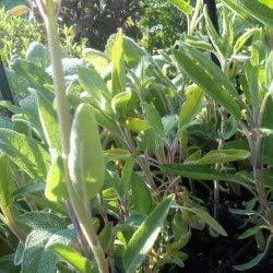 Sauge officinale