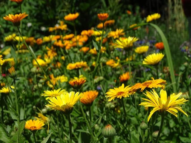 marigolds 2502073 640