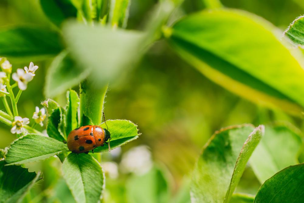 Les predateurs naturels a favoriser