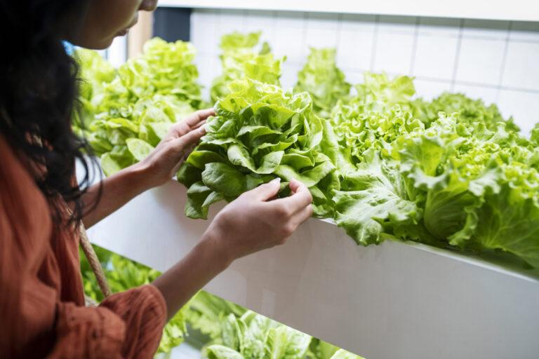 Cultiver des légumes en hydroponie : le guide simple pour débutants