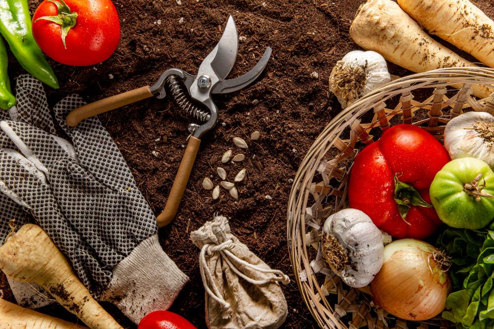 graines pour jardin comestibles