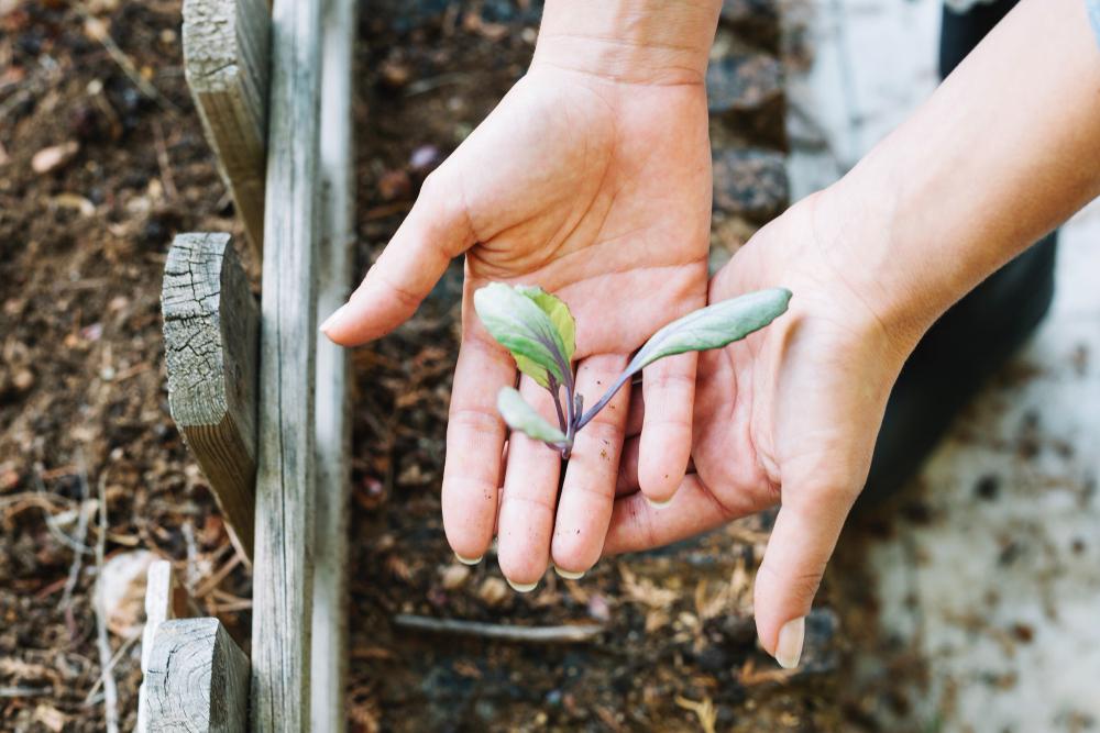 permaculture 1