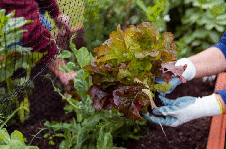 Quelles plantes compagnes associer au potager ?  Le guide des bonnes associations