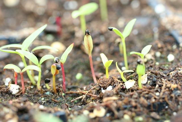 seedlings 4035339 640