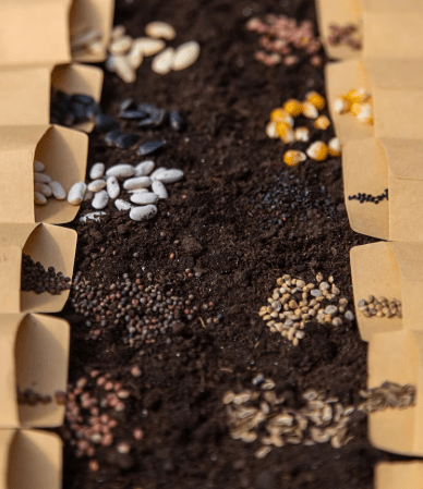 Semences hybrides F1 vs reproductibles : que choisir pour son potager ?