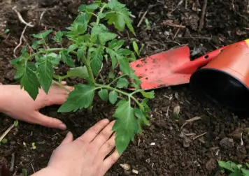 Mains repiquant un jeune plant de tomate dans un sol paillé, outil de jardinage à côté